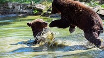 Brown Bears Sanctuary and Peles Castle Day Trip 
