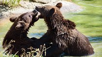 Bears Libearty Sanctuary and Dracula Bran Castle Day Trip