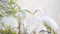 Photograph low country wildlife with a professional photographer