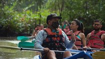 Mangrove Damas Island Kayak Tours