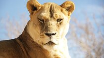 Lion Habitat Ranch Admission Ticket in Las Vegas