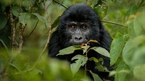 11 Days Uganda And Rwanda Private Safari Tour