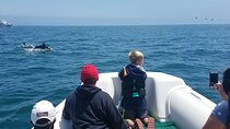 Private Dolphin and Whale Watching Tour in Newport Beach