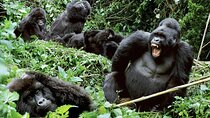  3-Day Uganda Gorilla Trekking Safari 
