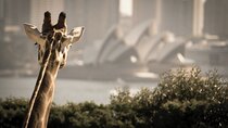 Taronga Zoo entry & Sydney Harbour 2-Day Hop On Hop Off Cruise