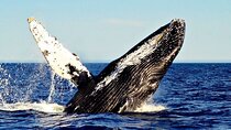 2 Hour Private Whale Watching Tour in Los Cabos, Mexico