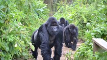 4-day Gorilla Trekking Experience and Tour in Rwanda