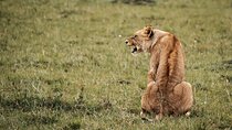 6-Day Maasai Mara, Lake Nakuru and Amboseli Safari