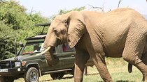 6-Day Samburu, Lake Nakuru, and Masai Mara Safari