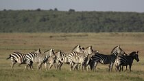 4-Day Masai Mara Luxury Kenya Safari Private Tour