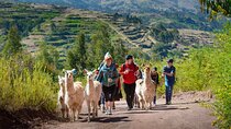 Hiking with Llamas and Alpacas in the Sacred Valley of the Incas