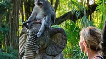 Ubud: Waterfalls, Rice Terraces, and Monkey Forest Private Tour