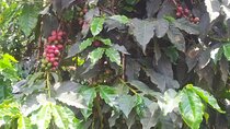 Coffee Farming Tour in kenya