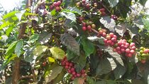 Coffee Farm Half-Day Tour in Kenya