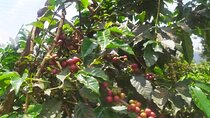 Coffee Farm and Factory Tour from Nairobi City