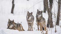 Yellowstone Winter Wildlife Full Day Private Tour & Snowshoe