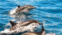 Dolphin-Watching in Marina de Lagos