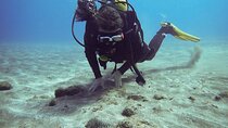 SSI basic diver In Tenerife - 2 Dives