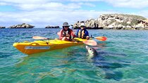 Penguin and Seal Islands Sea Kayaking Experience