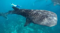 Whale Shark Encounter and Tumalog Waterfalls Tour