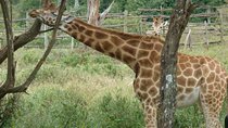 Day Tour Giraffe Center, Karen blixen and Lunch at Carnivore