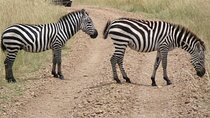 Half-Day Nairobi National Park Tour from Nairobi