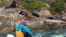 Sydney Kayak Seal Encounter Adventure with Gourmet Food