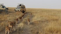 13-Day Private Wildlife Safari Tour of Kenya and Tanzania