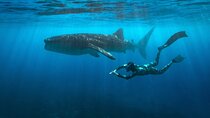 Oslob Whaleshark and Kawasan Falls Tour