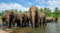 Day Excursions to Wilpattu National Park from Negombo