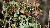 Butterfly Monarch Tour from Mexico City