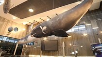 Private Tour The Madeira Whale Museum