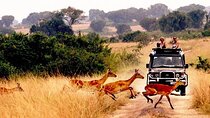 10-Day African Safari in Uganda from Kampala