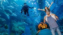 Dubai Aquarium & Underwater Zoo - Basic