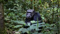 Gorillas, Chimpanzees and Wildlife Adventure