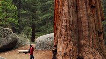 Small Group Redwoods, California Coast & Sausalito Day Trip from San Francisco