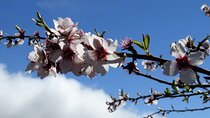 Full-Day Almond Blossom Trail in Tenerife
