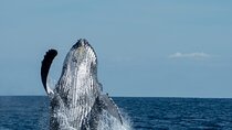 World Class Whale Watching with Breakfast & Open Bar