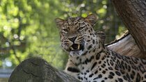 Private Day Trip to Yala National Park from Colombo