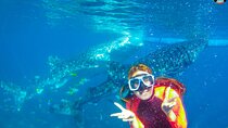 Whale Shark Swimming, Tumalog Falls and Kawasan Canyoneering