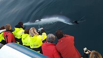 Whale-Watching Boat Tour with Expert Guide from Reykjavik