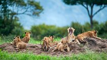 Private 8-Day Kenya and Tanzania Camping Safari from Nairobi