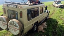 Ngorongoro Crater Full Day Tour