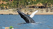 Whale Watching Tour in Los Cabos