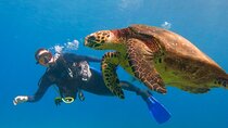 Beginner Scuba Dive in Lahaina: Swimming Required