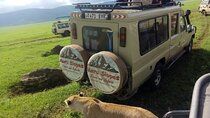 3 Days Serengati and Ngorongoro crate group tour