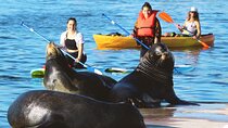 2-Hour Kayak or Paddleboard with Sea Lions in Marina del Rey