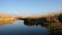 Private Shaumari Wildlife Experience and Overnight at Azraq Wetland Reserve.