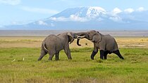 Day Tour - Amboseli National Park From Nairobi