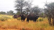 Kruger national park tour3-days/2 night(Open safari truck)